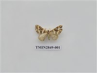 藏品(尺蛾567)的圖片